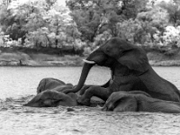 Rzeka Zambezi